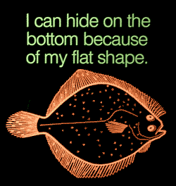 I can hide on the bottom beause of my flat shape.
