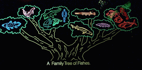 Family Tree of Fishes