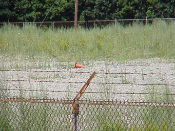 Cone in empty field